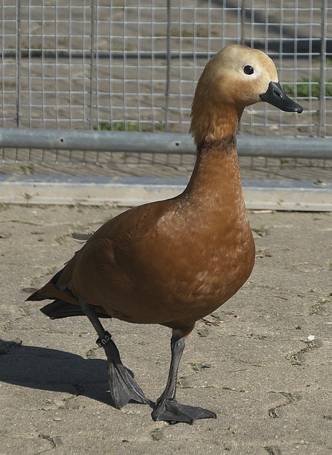 他多次在关