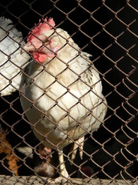 BA赛场上 BA赛场上